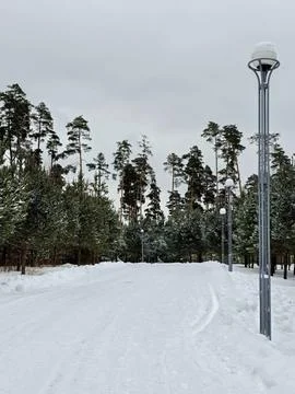 Path in the winter forest Stock Photos