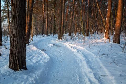 Path in the winter forest, snow and trees Stock Photos