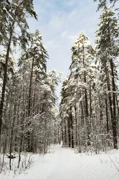 Path in the winter forest. The trees are covered with snow. Stock Photos
