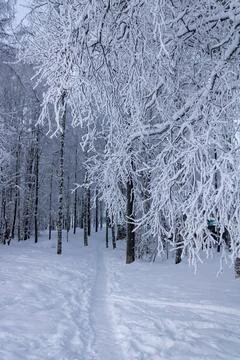 A path in the winter forest, under snow-covered birch branches. Snow-covered Stock Photos