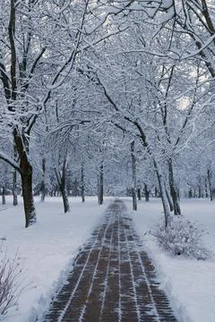 Path in a winter park. Beautiful winter landscape. Stock Photos