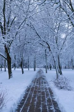 Path in a winter park. Beautiful winter landscape. White snow, snow-covered t Stock Photos