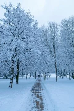 Path in a winter park. Beautiful winter landscape. Stock Photos