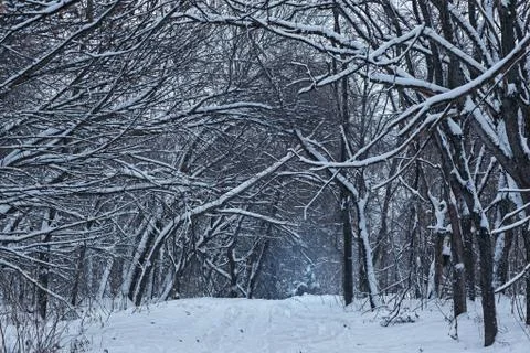 Path in winter park Stock Photos