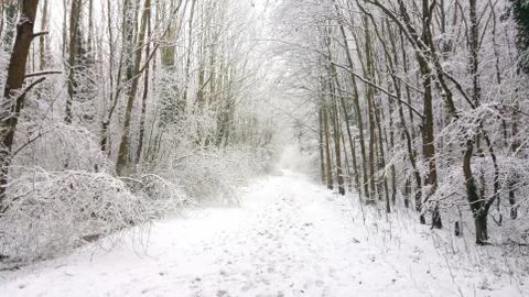 Path in winter snow forest Stock Photos