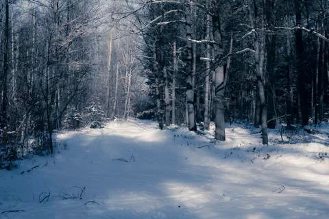 Path in wintry forest 写真素材