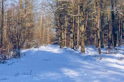 Path in wintry forest Stock Photos