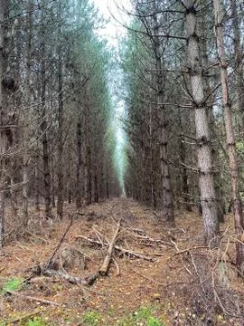 Path within the Autumn forest 스톡 사진