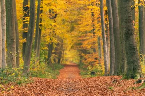 Path in wood at fall. Stock Photos