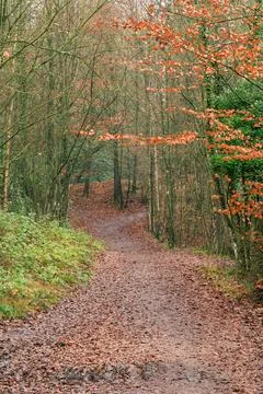 Path in the wood at fall Stock Photos