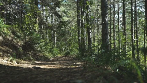 Path in a Wood Stock Footage 116493261