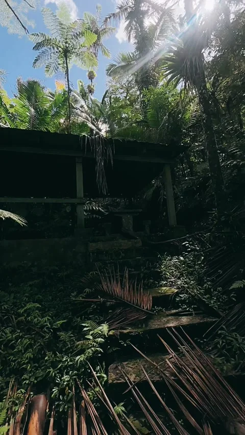 Path, wood, park, river, rainforest, water, jungle, environment, woods, Stock Footage 233717740