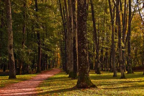 Path in the wood Stock Photos