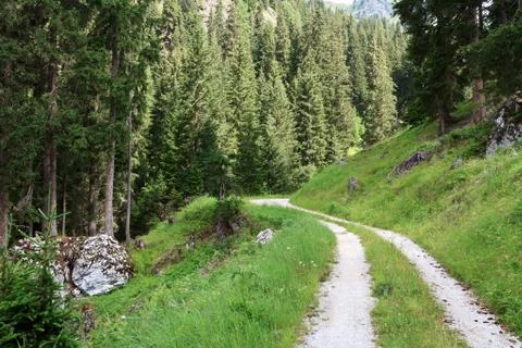 Path on the wood Stock Photos