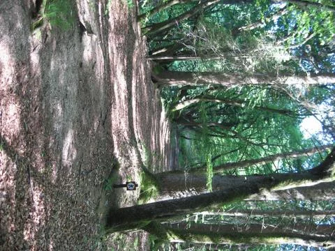 Path in the wood Foto stock