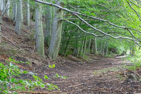 Path of a wood Foto stock