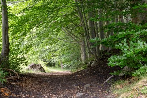 Path of a wood Stock Photos