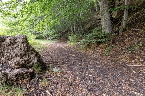 Path of a wood Stock Photos