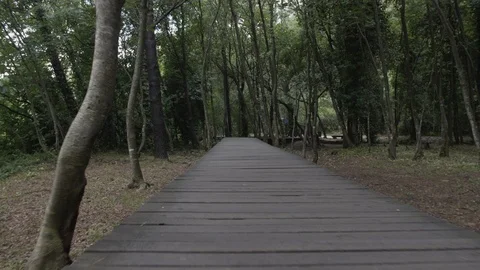 Path from wooden boards in the forest Stock Footage 108658048