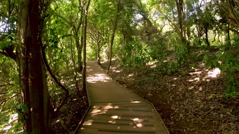 Path with wooden deck inside the forest to Dois Irmos view point in Fernando  Stock Footage 130709035