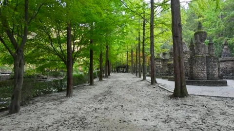 Path in the wooden forest Video stock 303551097