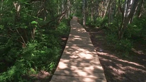 Path of wooden planks in  mixed forest Stockbeeldmateriaal 74322935