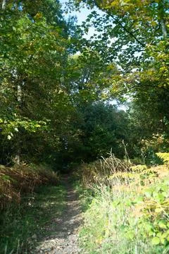 Path in woodland Stock Photos