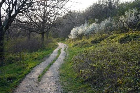 Path in woodland in the spring Stock Photos