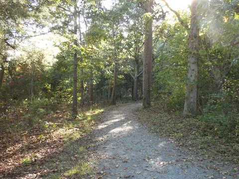 Path in The Woods 02 Stock Photos