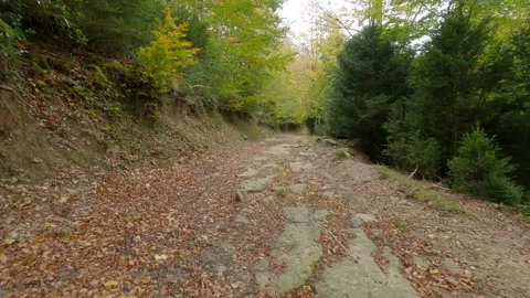 Path in the woods (autumn) Stock Footage 146730936