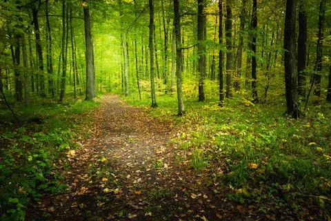 A path in the woods at the beginning of autumn Stock Photos