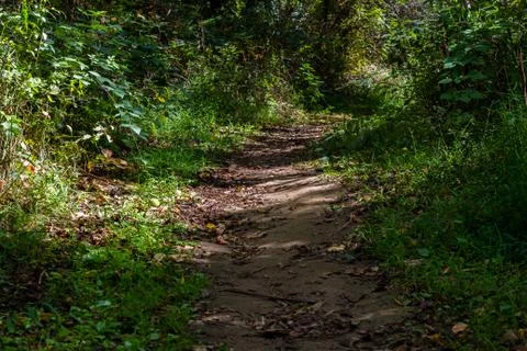 Path in the woods with dense vegetation. Stock Photos