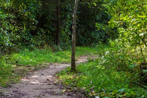 Path in the woods with dense vegetation Stock Photos