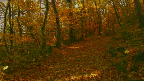 Path in the Woods during autumn Stock Footage 252039933