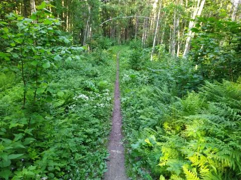 Path in the woods during the daytime in summer Stock Photos