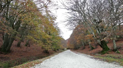 Path in the woods in the fall on Monte Cucco in Umbria in Italy. Stock-Footage 68925411