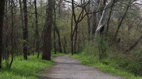 Path in the woods Stock Footage 22935375