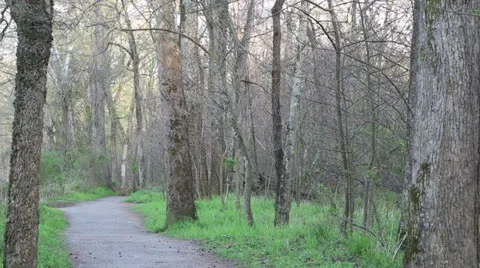 Path in the woods Video stock 22935383