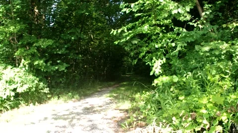 Path in the woods 스톡 동영상 40612572