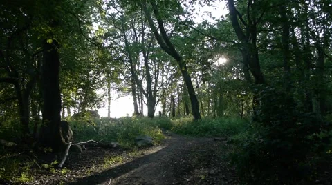 Path in woods Stock Footage 55048806