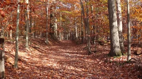 Path in the Woods Stock Footage 59636548