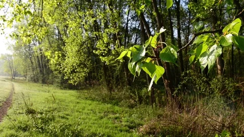 Path in the woods Stock Footage 74207575