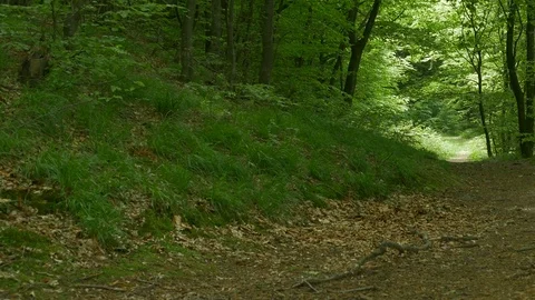 A path in the Woods Stock Footage 77350487