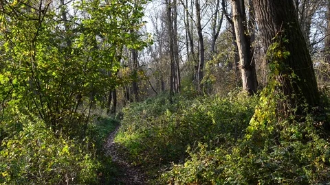 Path in the woods Stock Footage 83212522