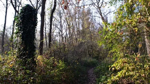 Path in the woods Video stock 83212838