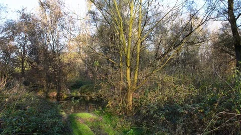 Path in the woods Stock Footage 83213129