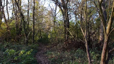 Path in the woods Stock Footage 83213330