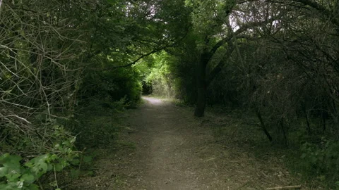 A path in the woods Stock Footage 131548854