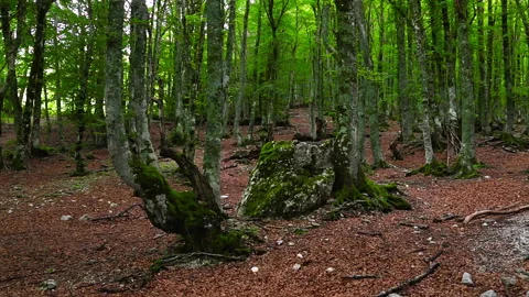 A path in the woods Stock Footage 133817751