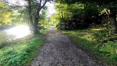 Path in the woods Stock Footage 145857247